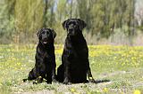 LABRADOR 998